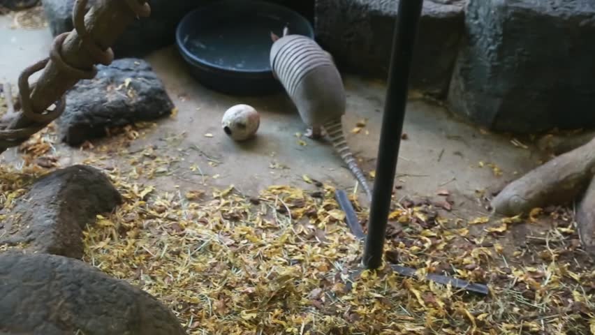 An armadillo in captivity