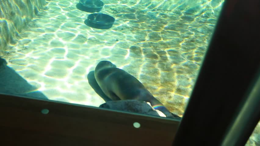 A seal swimming in an aquarium at the zoo