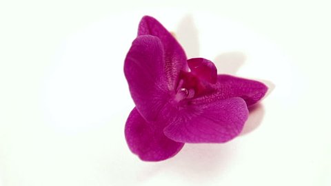 purple orchid rotate close up
