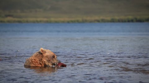 Grizzly bears fishing for salmon