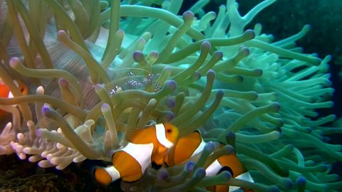 False clown anemonefish or nemo (Amphiprion ocellaris) with cleaner shrimp