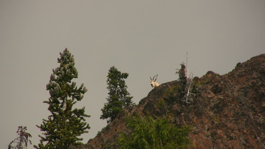 Mountain Goat peaking its head out over a cliff. Shot in HD 1080i.