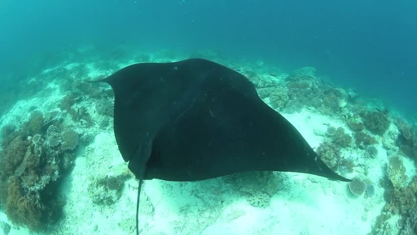 A Manta ray (Manta alfredi) swims over a cleaning station on a shallow reef in