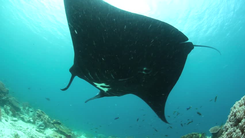 A Manta ray (Manta alfredi) swims over a cleaning station on a shallow reef in