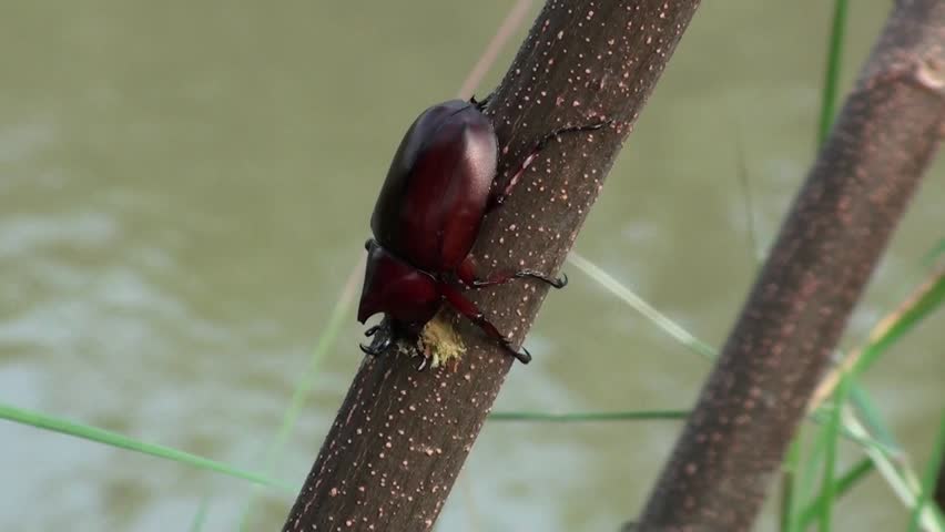 A Siamese rhinoceros beetle or fighting beetle, Xylotrupes gideon, cuts into the bark of a tree.

Order: Coleoptera
Family: Scarabaeidae
Subfamily: Dynastinae
Genus: Xylotrupes
Species: X. gideon