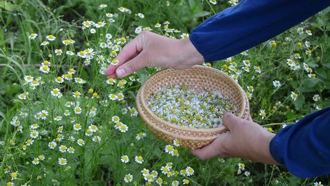 Female hand pick camomile herbal flower blooms to wooden wicker dish in garden. Alternative medicine.