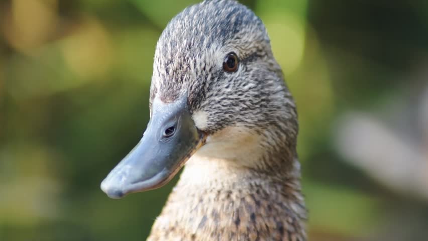 a close up of little a brown duck