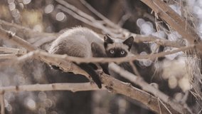 White litle cat in a tree. Cinematic Premium Video.