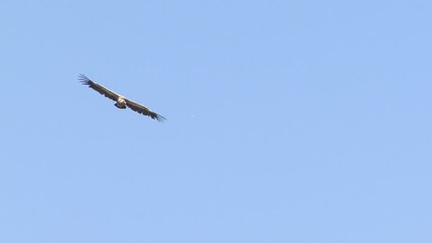 Flying Griffon Vultures over carcass in the mountain