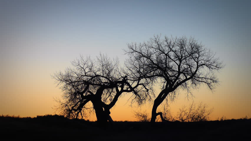 Beautiful trees on the prairie at Sunrise. HD 1080p time lapse. Slow zoom in. 
