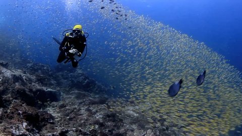 Diving with yellow snapper