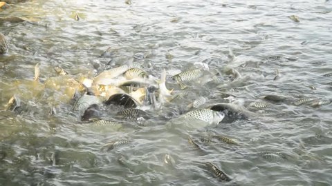 Fish Feeding in a Pond
