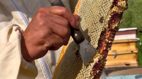 stock video footage beekeeper gets honeycomb from the hive, honey, bees, apiary macro 