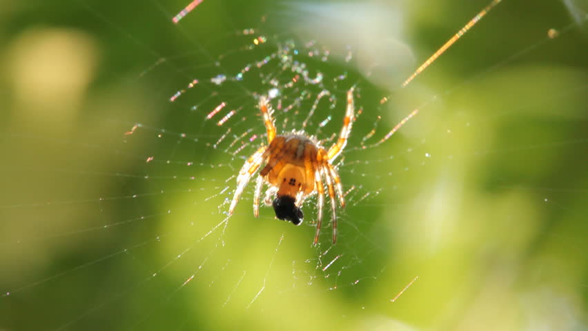 Close up of spider eating in web
