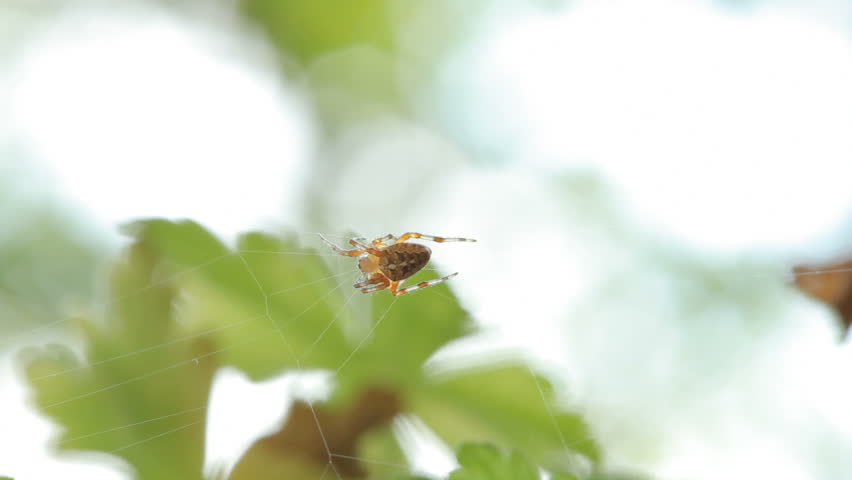 A spider on a web