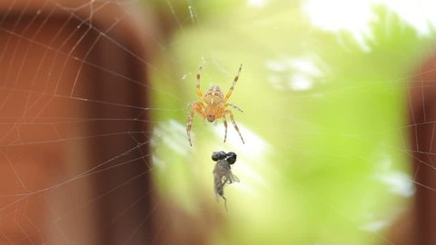 Close up of spider eating in web