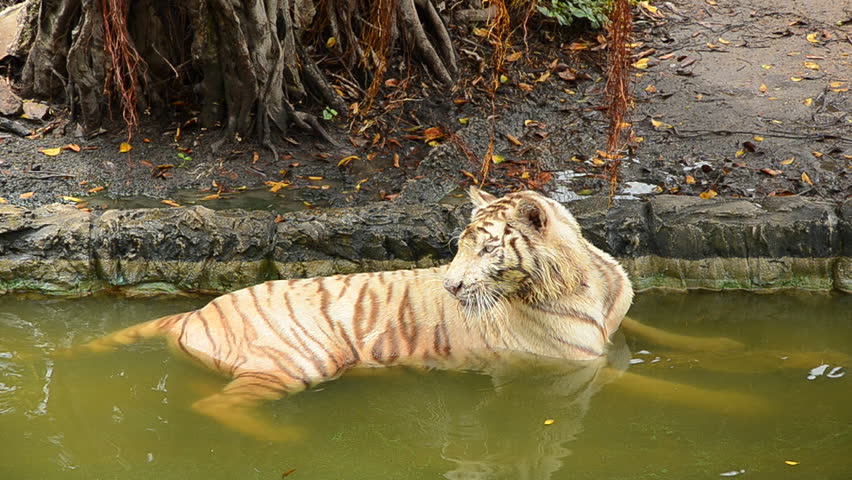 Sleepy tiger in a pool at one hot day.