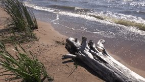 old dry tree trunk on summer sea beach and waves