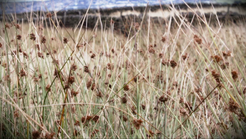 Wild grass blowing in the wind.
