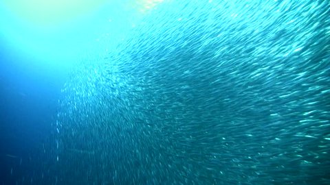 Gigantic school of sardines or silverside (Atherinidae)