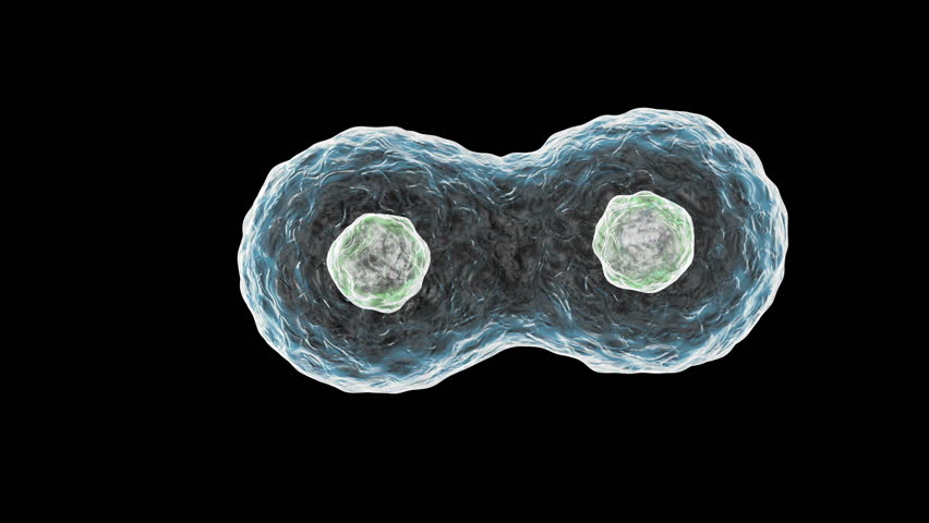 Деление клетки организма. Деление клетки. Деление клетки gif. Деление клетки гифка. Деление клетки фото.