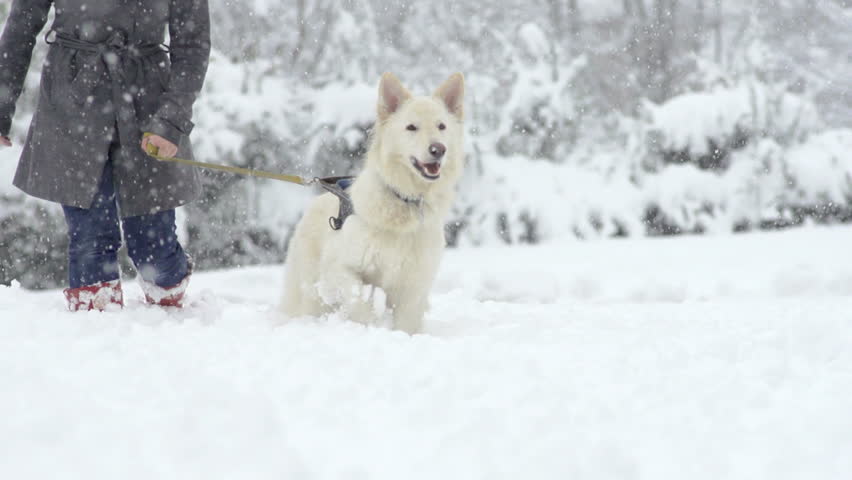 Slow Motion Of White Swiss Shepherd Dog And Its Owner Trudging Through High Snow