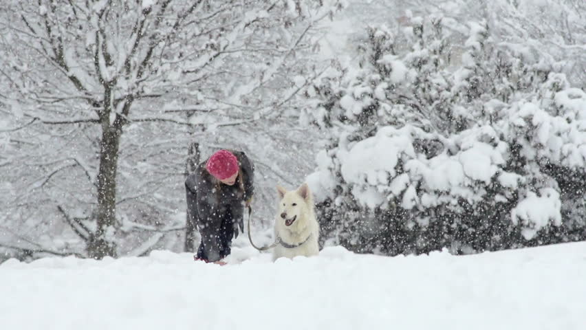 Slow Motion Of White Swiss Shepherd Dog And Its Owner Throwing Snowball On A