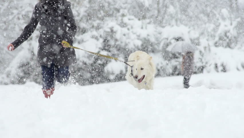 Spectacular Slow Motion Of White Swiss Shepherd Dog Running Through High Snow