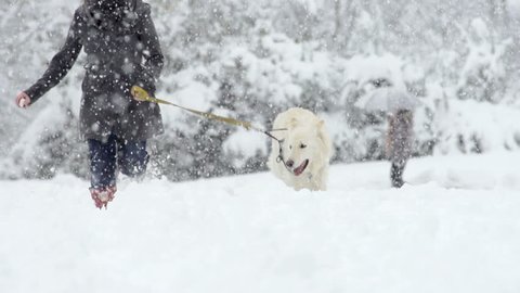 Spectacular Slow Motion Of White Swiss Shepherd Dog Running Through High Snow Straight Towards The Camera Stock Video