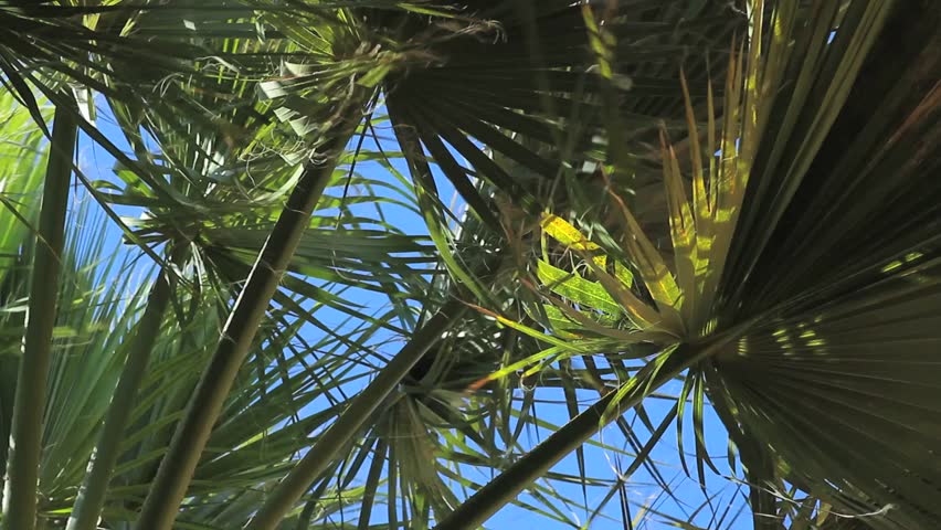 Leaves of a Palm tree moving in the wind