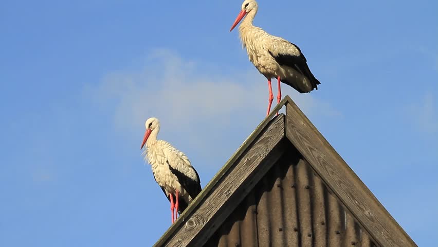 Two Storks sitting on a Roof