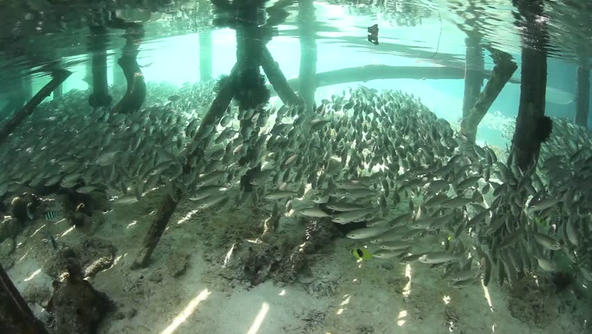 A thick school of scad (Selar sp.) swim in the shadows underneath a pier in Raja