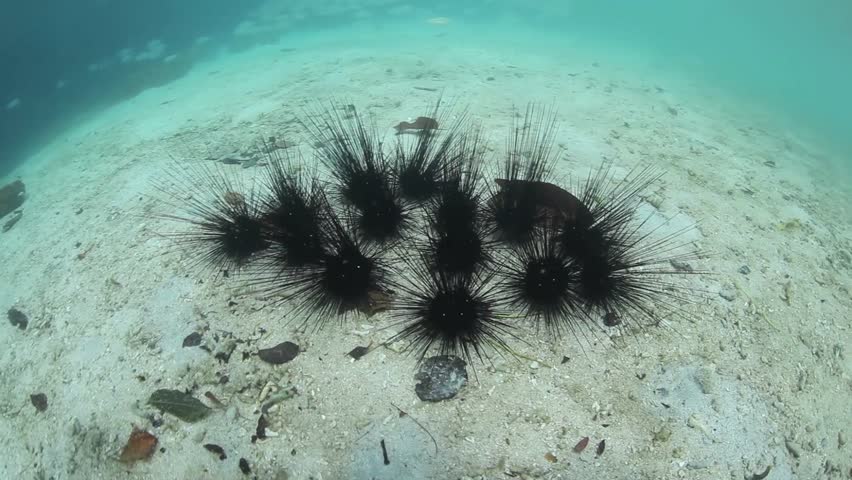 Black urchins (Diadema sp.) aggregate on a sandy sea floor. During the day the