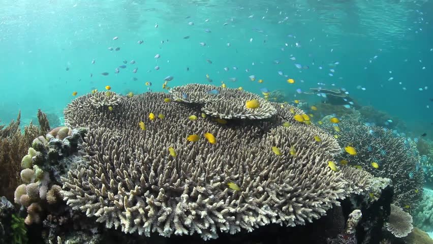 Various species of damselfish swim above a coral reef and feed on planktonic