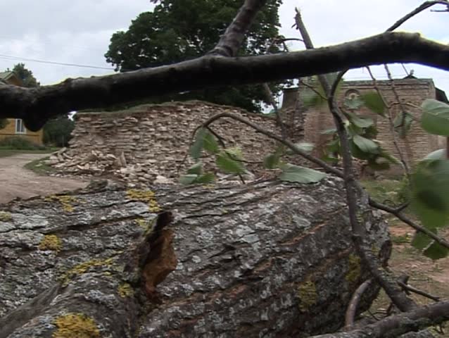 Old tree with old destroyed church on background. Close-up view