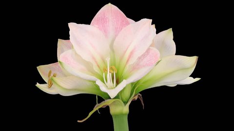 Time-lapse of opening amaryllis "Apple Blossom" Christmas flower 4x1 in PNG+ format with ALPHA transparency channel isolated on black background
