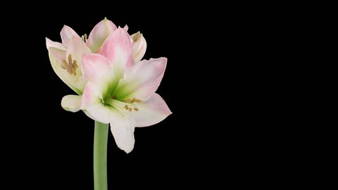 Time-lapse of opening amaryllis "Apple Blossom" Christmas flower 5x1 in PNG+ format with ALPHA transparency channel isolated on black background
