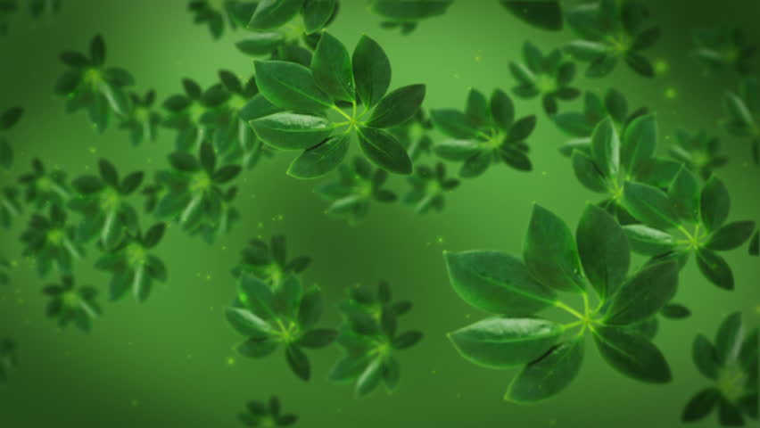 Green tea leafs