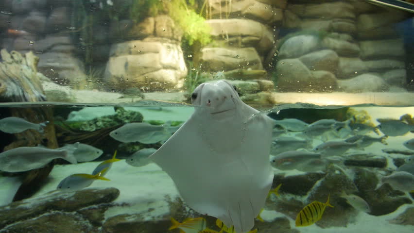 An albino Stingray appears to be singing and dancing in an aquarium. Pure