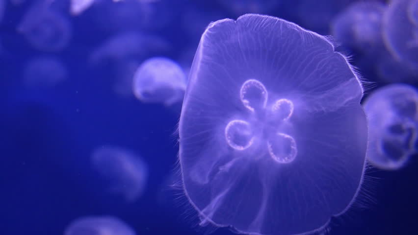 Detailed close up of a Moon Jellyfish. Slow Motion HD 1080p.