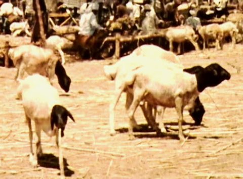 ADEN PROTECTORATE, CIRCA 1960: Goat herd public market vintage. British Aden Protectorate in southern Arabia.  One of a kind private vintage historic 8mm film. Republic of Yemen.