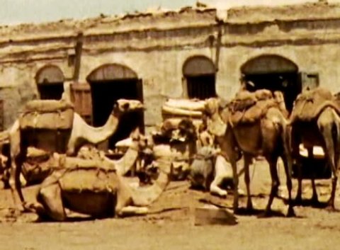 ADEN PROTECTORATE, CIRCA 1960: Camel herd ride market vintage. British Aden Protectorate in southern Arabia.  One of a kind private owned vintage and historic 8mm film. Republic of Yemen.
