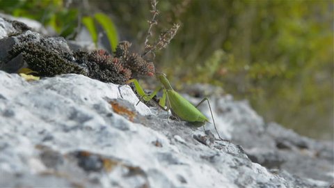 female green praying mantis walking away out of shot on a rock  macro shot