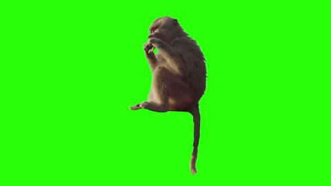 Monkey eating fruit in front of green screen. Shot with red camera. Ready to be keyed.