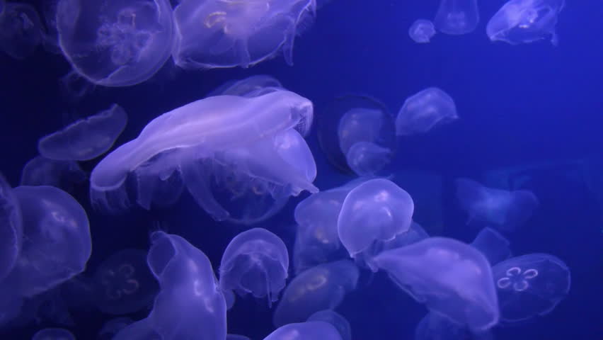 The soothing movement of the Moon Jellyfish. HD 1080p.