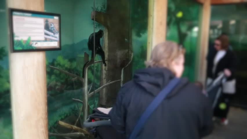 Families looking at monkeys in the zoo
