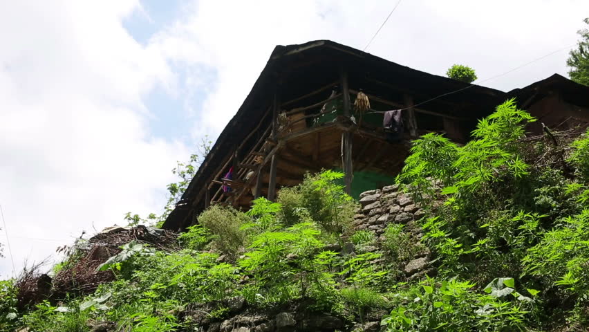 Marijuana farm in front of farmer