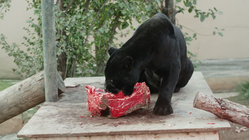 what eats a puma