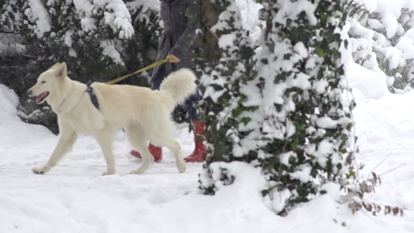 Slow Motion Of White Swiss Shepherd Dog On The Walk Through The Snow Covered