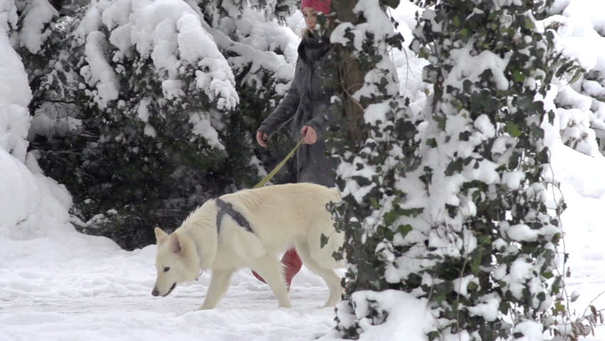 Slow Motion Of White Swiss Shepherd Dog On The Walk Through The Snow Covered